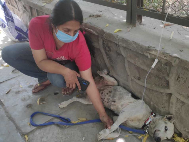 Give Hope, Help And Happiness To The Care Of Animals