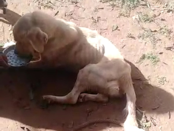 Help Me To Feed And Treat Stray Animals
