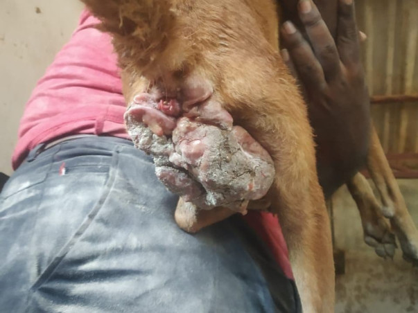 Help Me To Feed And Treat Stray Animals
