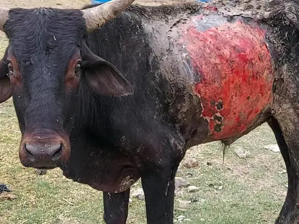 GauNandiSewa, Hospital for injured sick gaumata & nandi baba in Noida