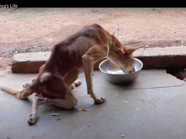 An ambulance+OT can reduce the 70% deathrate of dogs without first aid