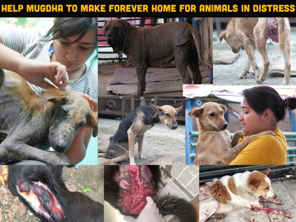 Support Mugdha To Build A Forever Home For Needy Animals