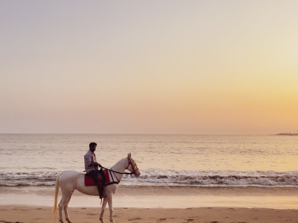 Adopt a Horse | Help Javed