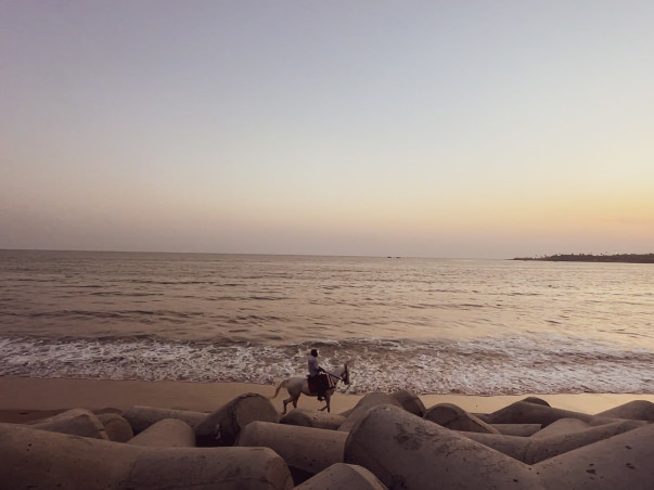 Adopt a Horse | Help Javed