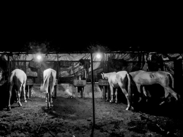 Adopt a Horse | Help Javed