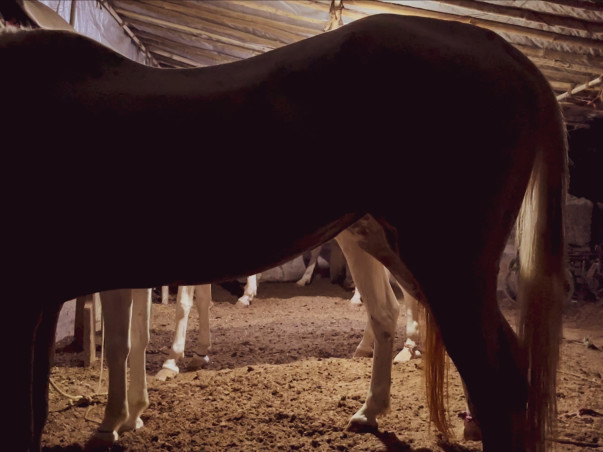 Adopt a Horse | Help Javed