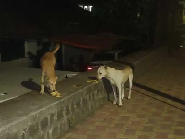 Contribute Towards Feeding Stray Dogs
