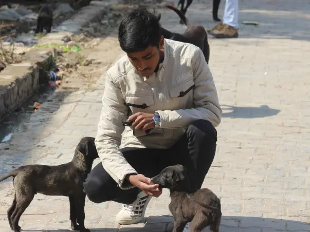 Help Rescue And Feed The Strays
And trying to make a shelter for them