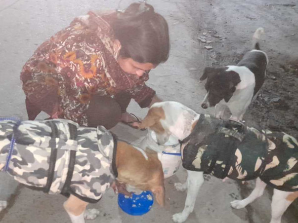 Sponsor To Support Stray Animal Welfare And Rehabilitation