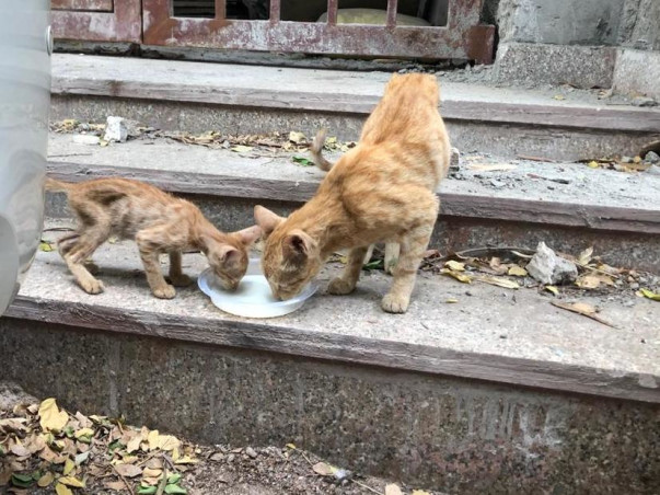 Sponsor To Support Stray Animal Welfare And Rehabilitation