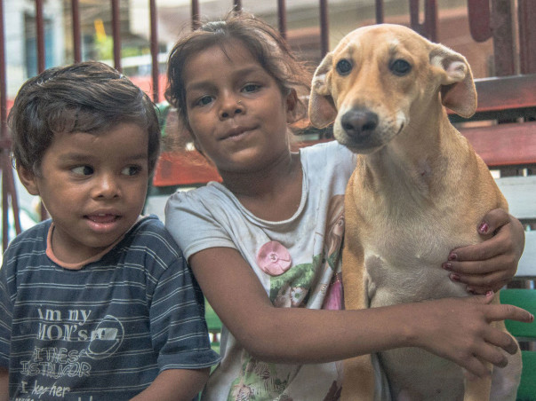 Sponsor To Support Stray Animal Welfare And Rehabilitation