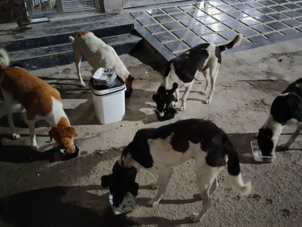 Sponsor To Support Stray Animal Welfare And Rehabilitation