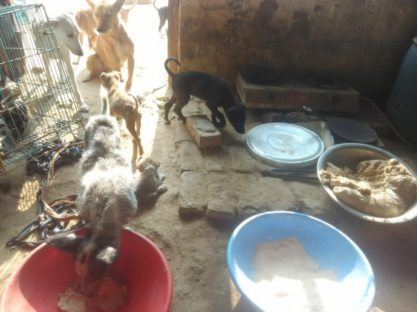 Sponsor To Support Stray Animal Welfare And Rehabilitation