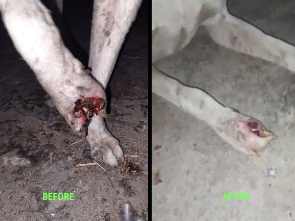 Sponsor To Support Stray Animal Welfare And Rehabilitation