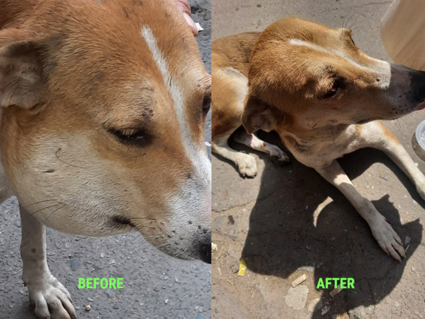 Sponsor To Support Stray Animal Welfare And Rehabilitation