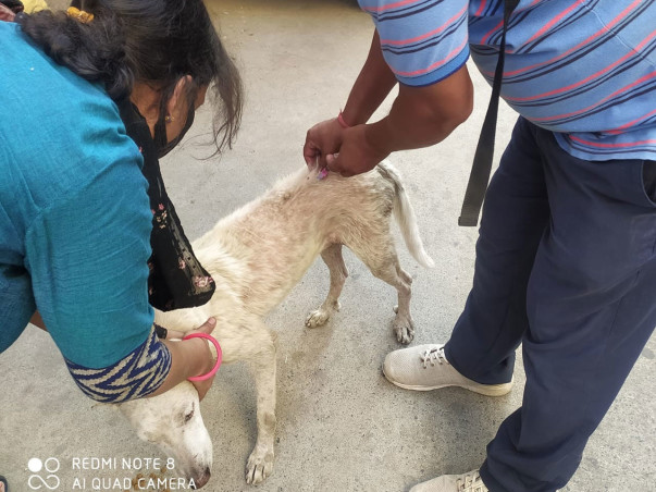 Sponsor To Support Stray Animal Welfare And Rehabilitation
