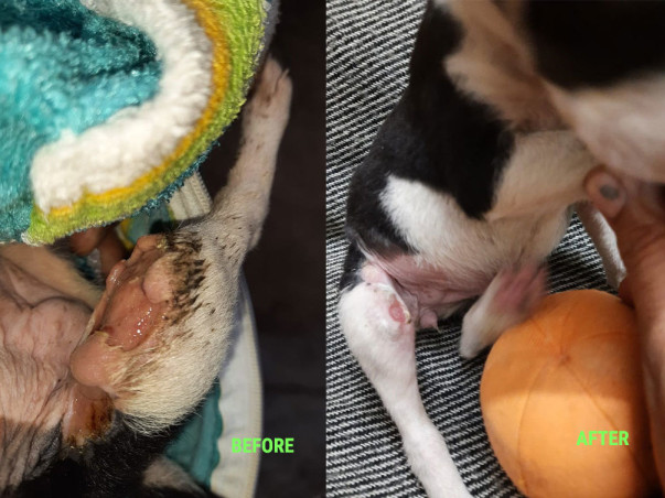 Sponsor To Support Stray Animal Welfare And Rehabilitation
