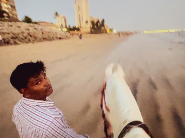 Adopt a Horse | Help Javed