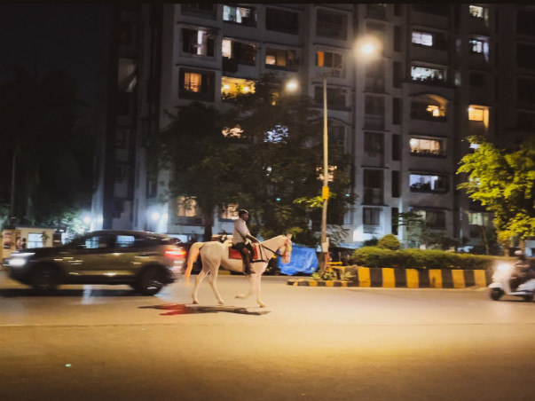 Adopt a Horse | Help Javed