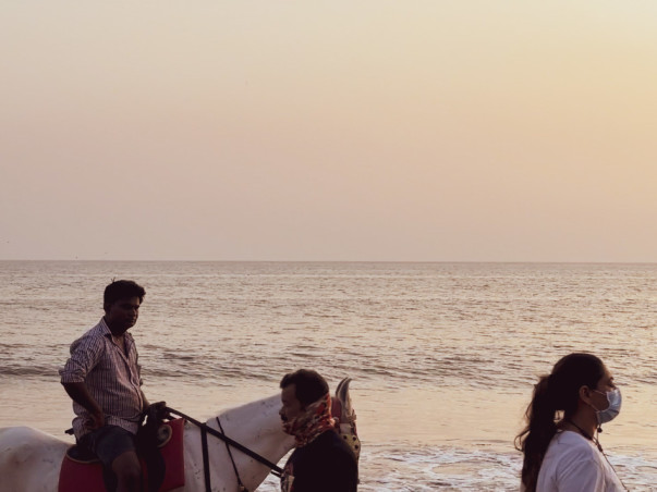 Adopt a Horse | Help Javed