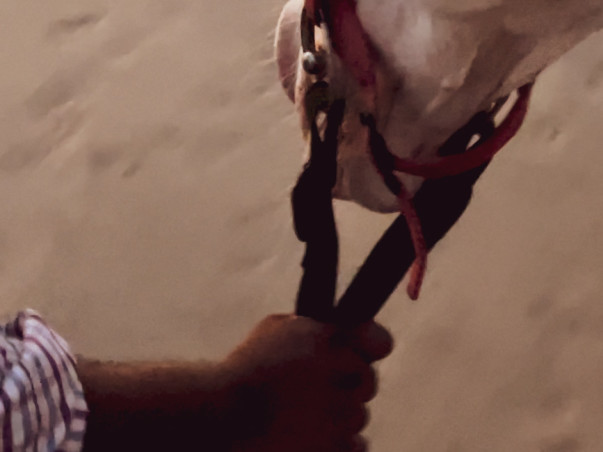 Adopt a Horse | Help Javed