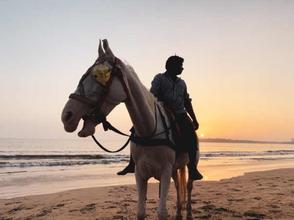 Adopt a Horse | Help Javed