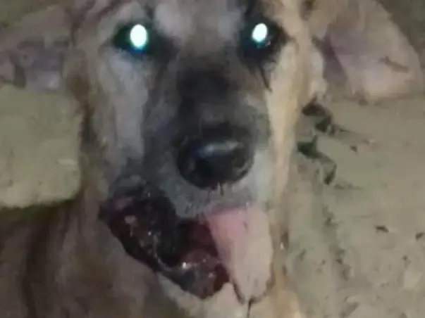 Help Stray Animals
