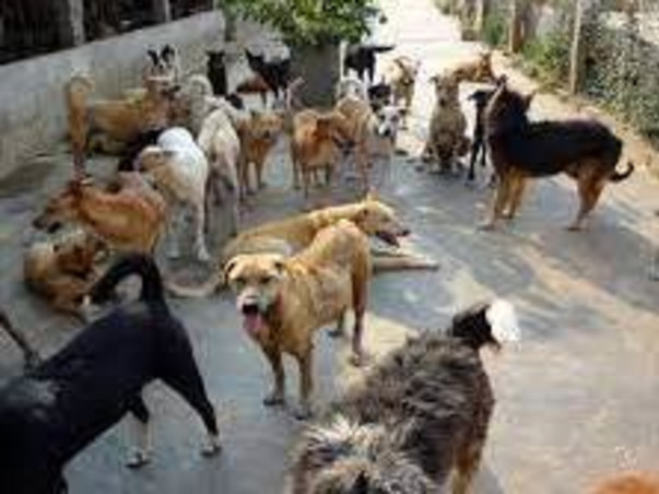 Help stray animals of Rohtak survive the lock-down