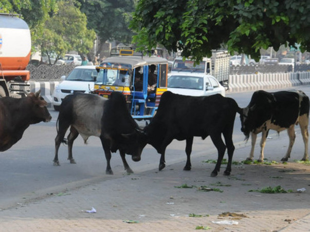 Help stray animals of Rohtak survive the lock-down