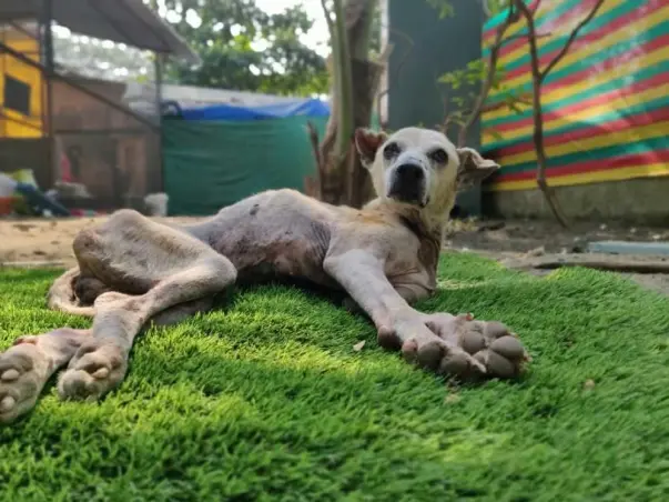 Help The Animal Shelter That Has Been Affected Due To The Pandemic