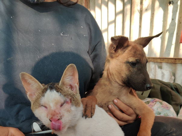 Two for Four - A 1000kms journey for our four legged friends