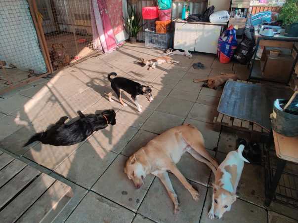 Two for Four - A 1000kms journey for our four legged friends