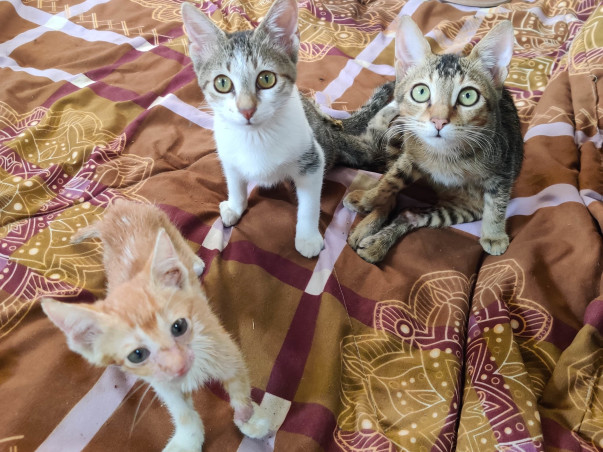 Two for Four - A 1000kms journey for our four legged friends