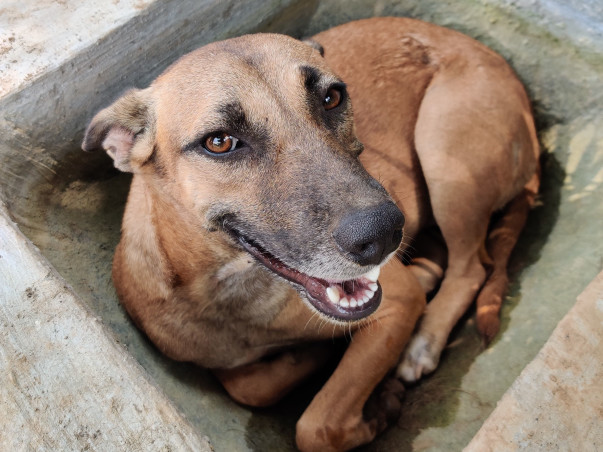 Two for Four - A 1000kms journey for our four legged friends