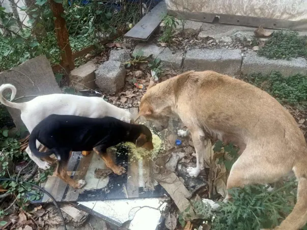 Help feed stray dogs of Jaipur in lockdown