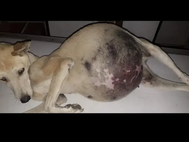 FEED AND CARE HUNGRY DOGS