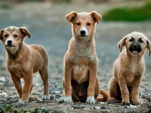 Feed 🐕 Dogs & Save Dogs