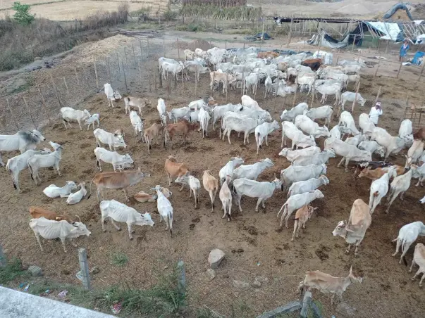 Shed construction for helpless cows