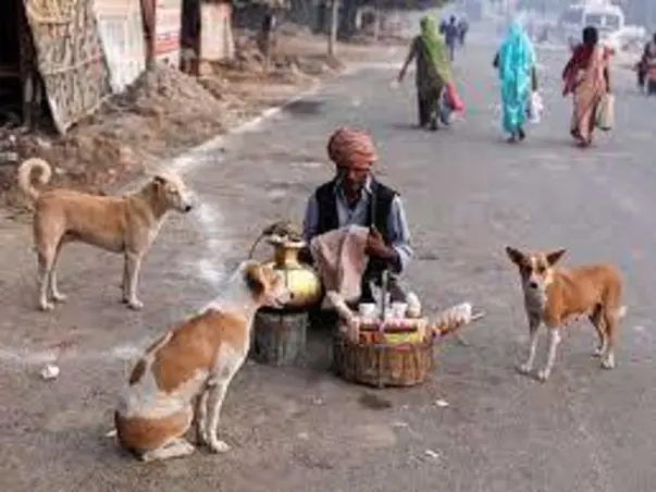 Help feed Bangalore street doggos (https://bit.ly/2S7AA8p)