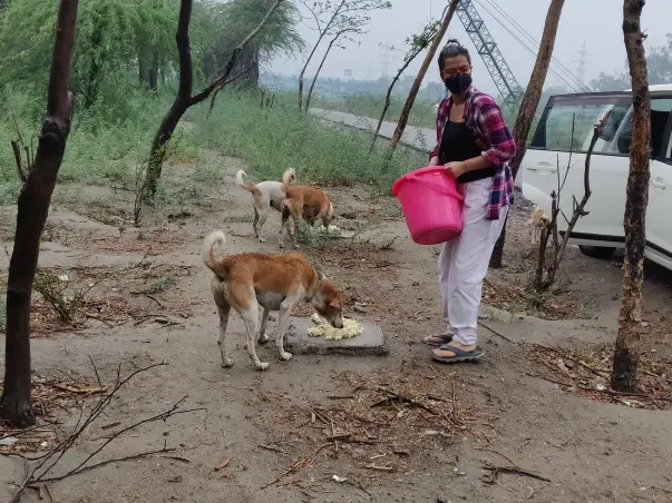 Birthday Fundraiser For Feeding And Rescuing Animals