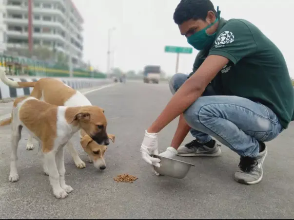 Helping dogs
