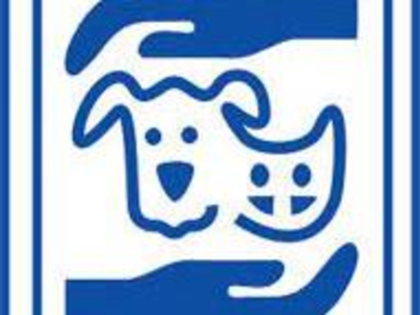 Help Friendicoes feed 2500+ dogs in Delhi