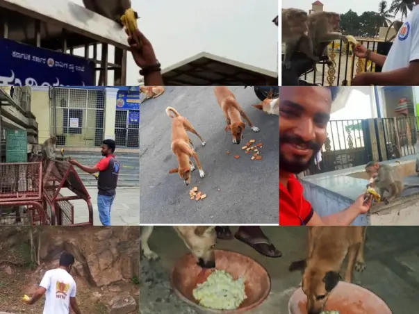 Help Feed Animals Daily At Chamundi Betta and streets of Mysuru
