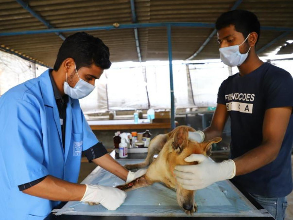 Help Friendicoes feed 2500+ dogs in Delhi