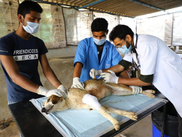 Help Friendicoes feed 2500+ dogs in Delhi