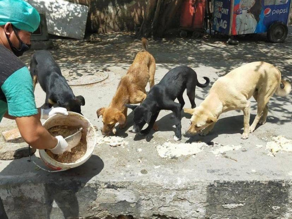 Help Friendicoes feed 2500+ dogs in Delhi