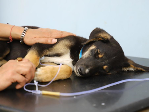 Help Friendicoes feed 2500+ dogs in Delhi