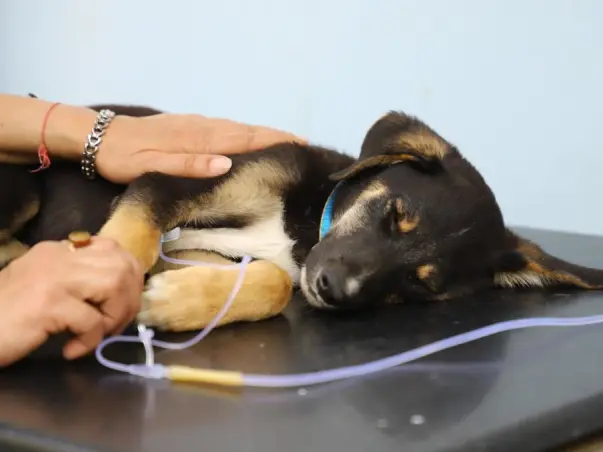 Help Friendicoes feed 2500+ dogs in Delhi