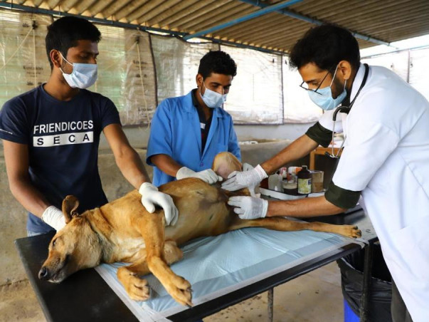 Help Friendicoes feed 2500+ dogs in Delhi