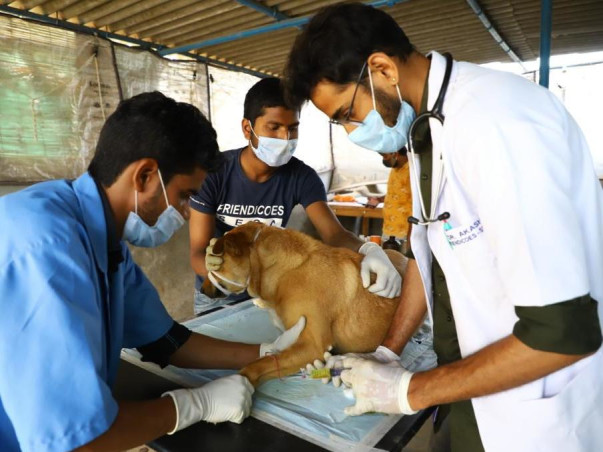 Help Friendicoes feed 2500+ dogs in Delhi